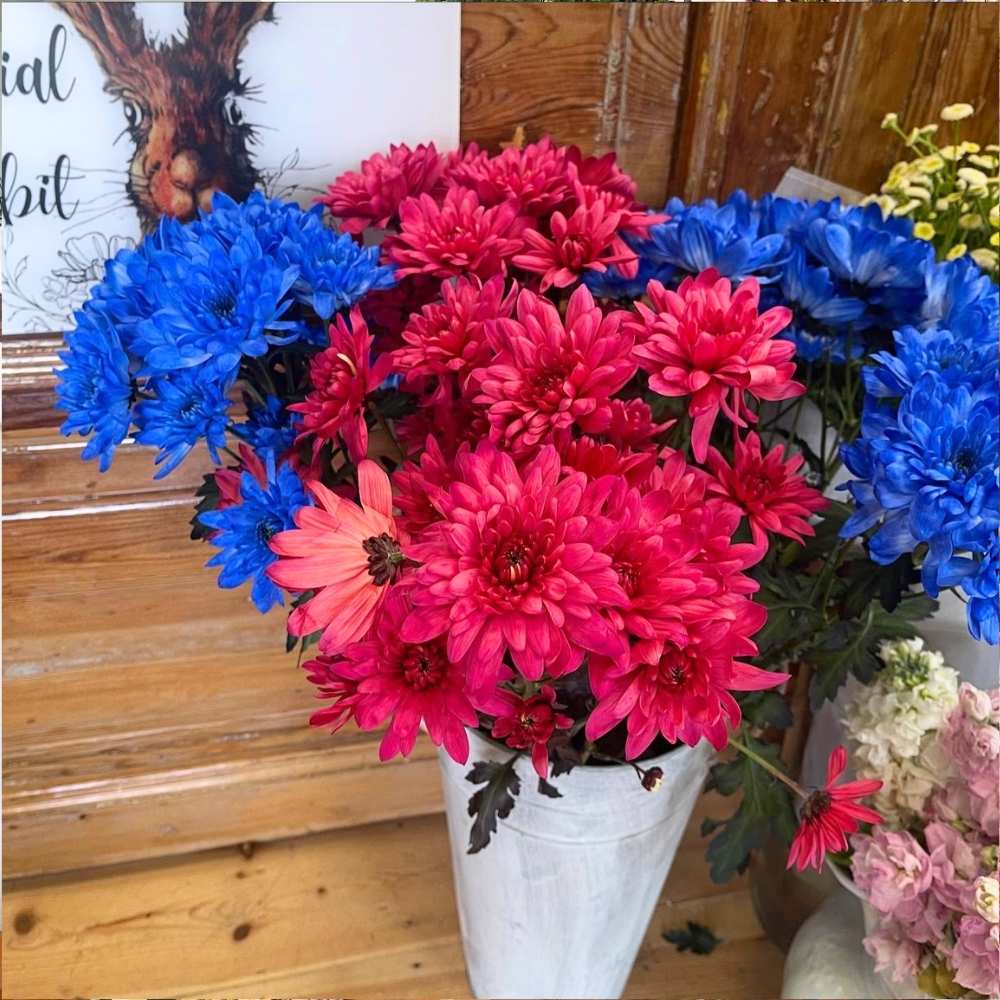 Flowers from the provincial rabbit in moonta